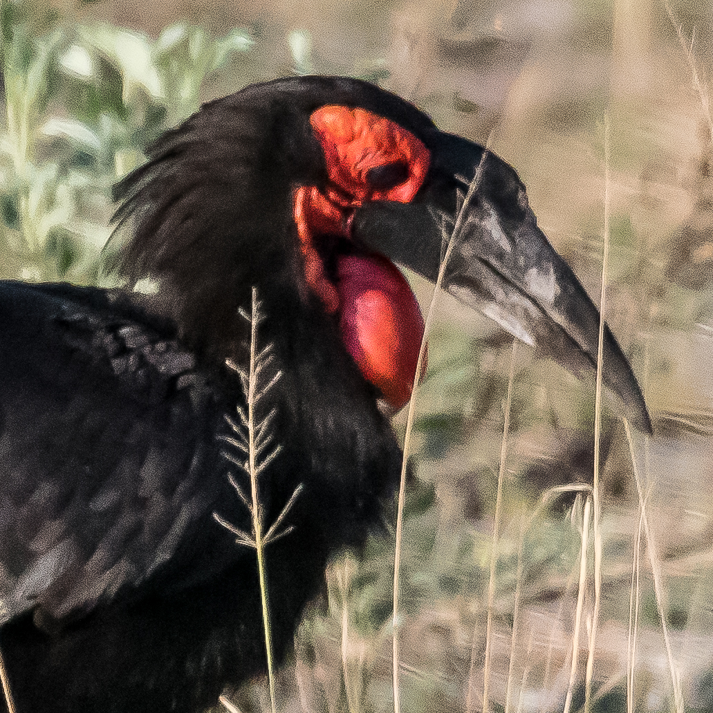 Bucorve du Sud (Southern ground hornbill, Bucorvus leadbeateri), portrait d'un mâle adulte, Kwando reserve, Delta de l'Okavango, Botswana.